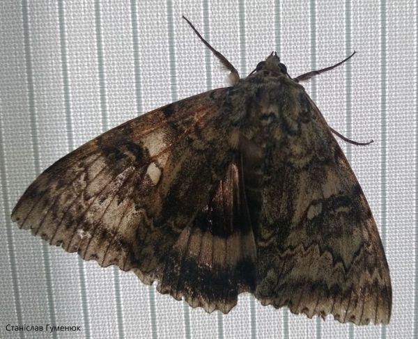 Τσερνόμπιλ : Ανακάλυψαν πεταλούδα σε μέγεθος… πουλιού