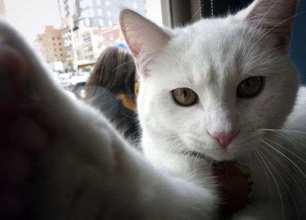Κοροναϊός : Οι γάτες πρέπει να μπουν σε καραντίνα για να μην γίνουν υπερμεταδότες