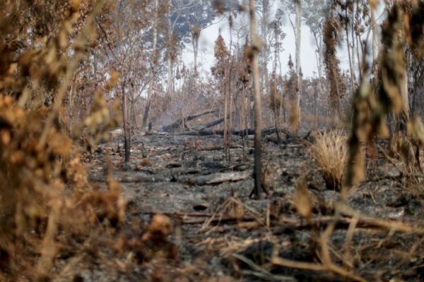 Σοκαριστική μελέτη: Κίνδυνος κατάρρευσης για τα οικοσυστήματα στο ένα πέμπτο των κρατών του πλανήτη