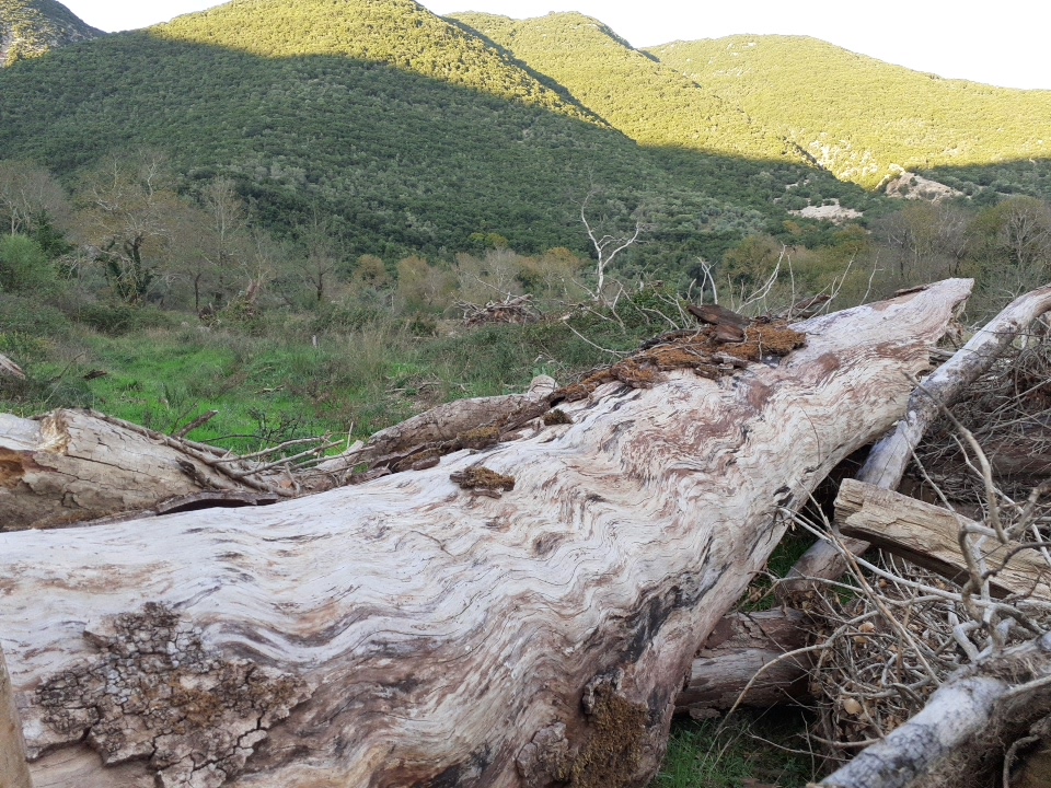 Ήπειρος : Ένας μύκητας θερίζει αιωνόβια πλατάνια και αλλάζει την εικόνα του περιβάλλοντος