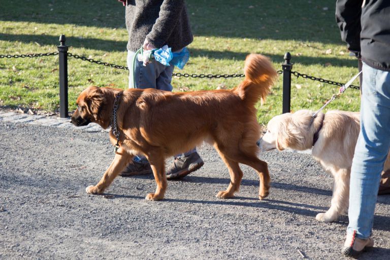 Χαρδαλιάς : Πριν τις 00:30 οι βόλτες με κατοικίδιο