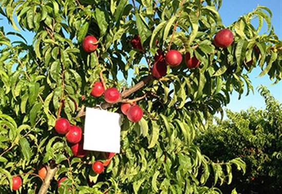 Η… σεξουαλική σύγχυση των μικρολεπιδόπτερων