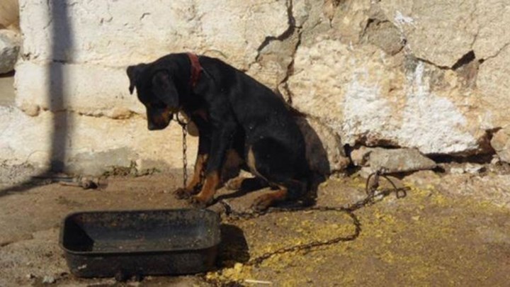 Αγρίνιο : Γυναίκα κακοποιεί τα σκυλιά της και τα αφήνει να αλληλοτρώγονται