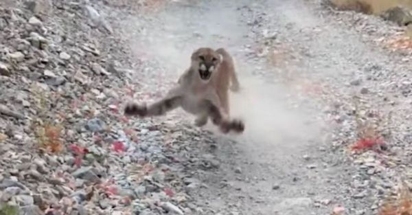 ΗΠΑ : 26χρονος προσπαθεί να ξεφύγει από κυνηγητό πούμα