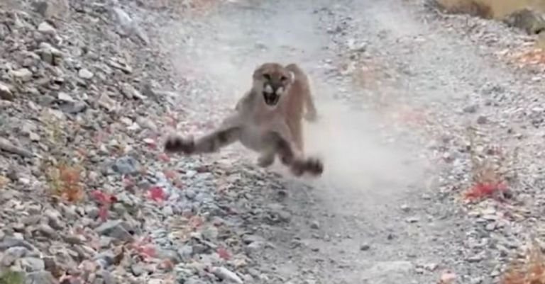 ΗΠΑ : 26χρονος προσπαθεί να ξεφύγει από κυνηγητό πούμα