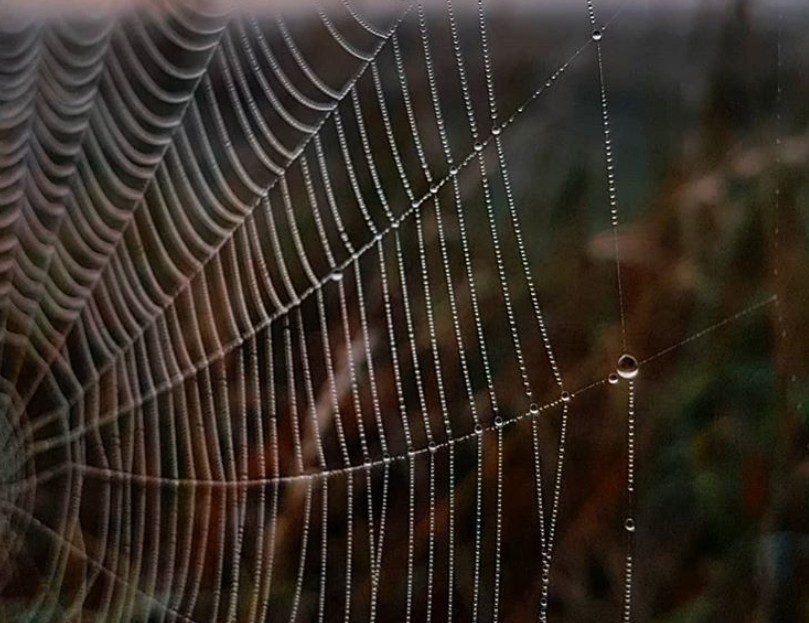 Ένας τεράστιος ιστός αράχνης γίνεται το απόλυτο viral