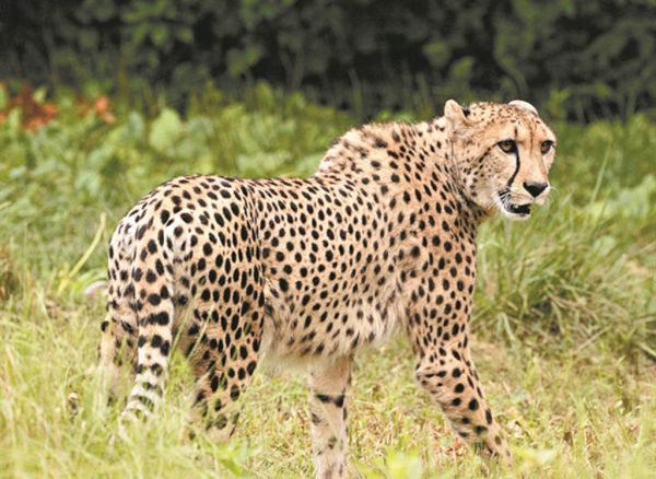 Εκατοντάδες είδη ζώων κινδυνεύουν από τον κοροναϊό