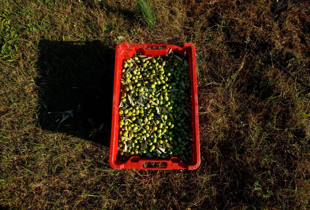 Πελοπόννησος : Αυστηροί έλεγχοι από την Περιφέρεια σε ελαιοτριβεία