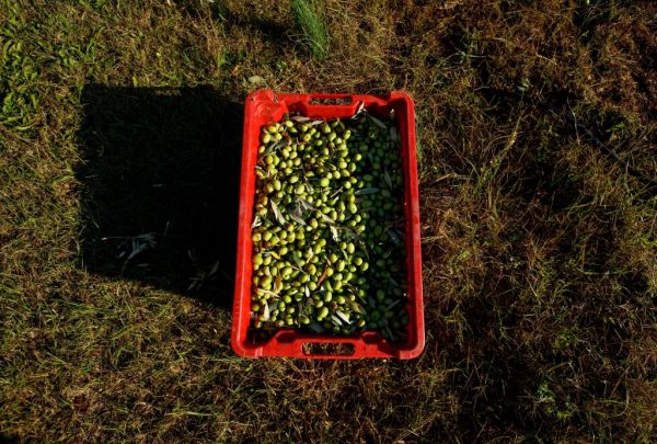 Πελοπόννησος : Αυστηροί έλεγχοι από την Περιφέρεια σε ελαιοτριβεία