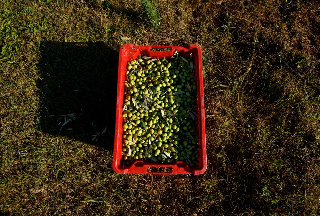 Πελοπόννησος : Αυστηροί έλεγχοι από την Περιφέρεια σε ελαιοτριβεία