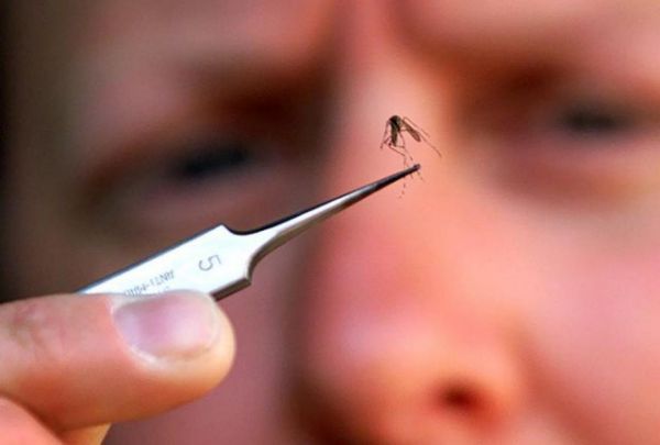 Ερευνα: Τα κουνούπια δεν μεταδίδουν κοροναϊό από άνθρωπο σε άνθρωπο
