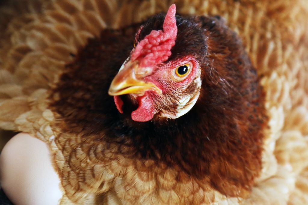 Ελληνικό κοτόπουλο : Πώς διαμόρφωσε η πανδημία την τιμή του