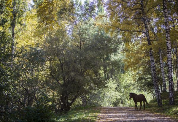 Ευρωκοινοβούλιο : Πρόταση για να περιοριστεί η παγκόσμια αποψίλωση δασών