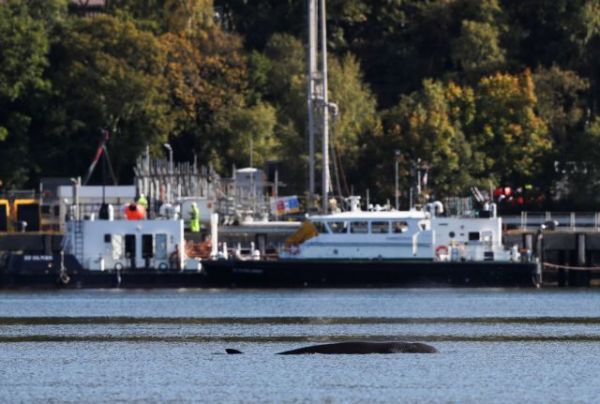 Σκωτία : Έξωση σε… φάλαινες από λίμνη όπου θα πραγματοποιηθεί άσκηση του ΝΑΤΟ