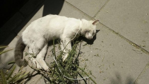 Φρίκη στην Πάτρα : Γάτες βρέθηκαν μαχαιρωμένες στον δρόμο