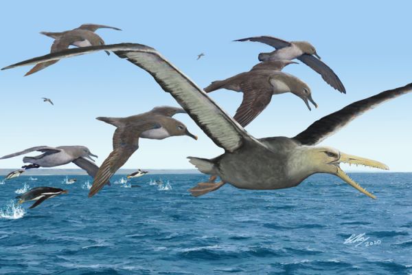Πελαγόρνιθες: Πτηνά σε μέγεθος αεροπλάνου διαδέχτηκαν τους δεινοσαύρους