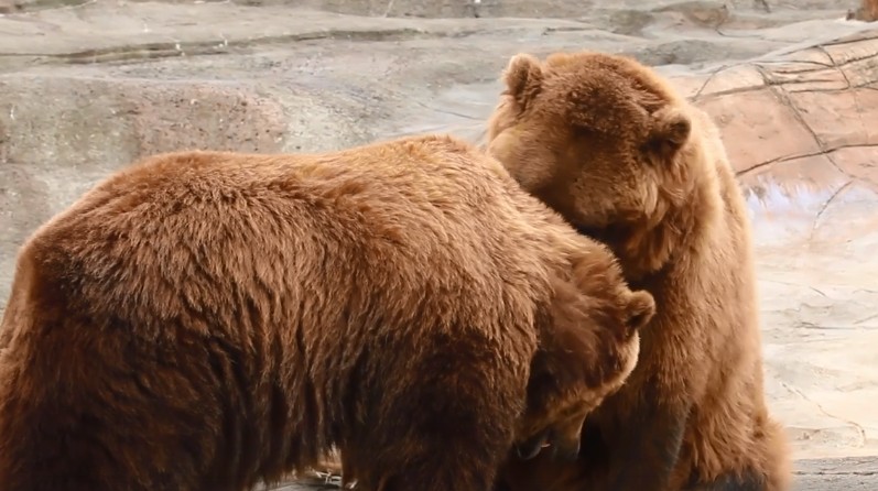 Οι πιο παιχνιδιάρες αρκούδες σε ένα εκπληκτικό βίντεο
