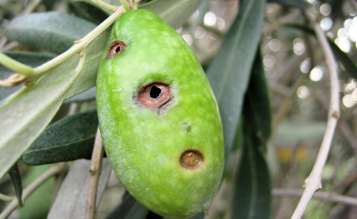 ΑΑΔΕ : Στο 2% η εισφορά δακοκτονίας