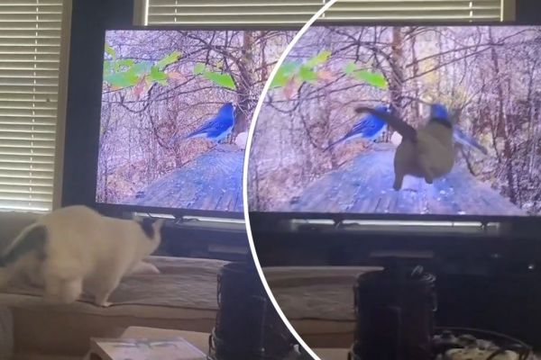 Γάτα επιτίθεται σε πουλιά που βλέπει στην τηλεόραση