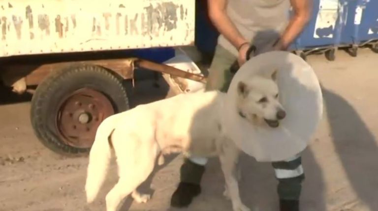 Νίκαια : Εξιτήριο πήρε ο Έκτορας, ο σκύλος που είχε δεχθεί κακοποίηση