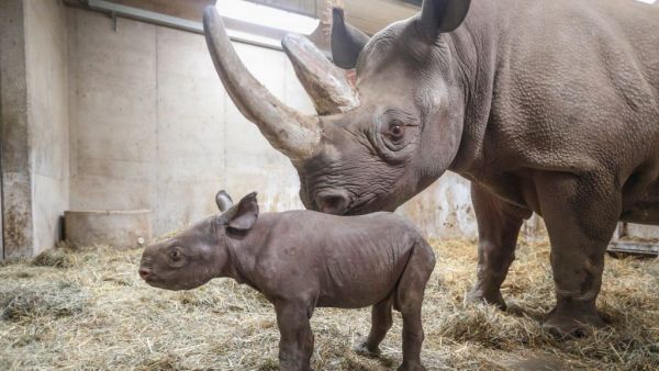 Ρινοκεράκι καθαρίζεται και το ευχαριστιέται