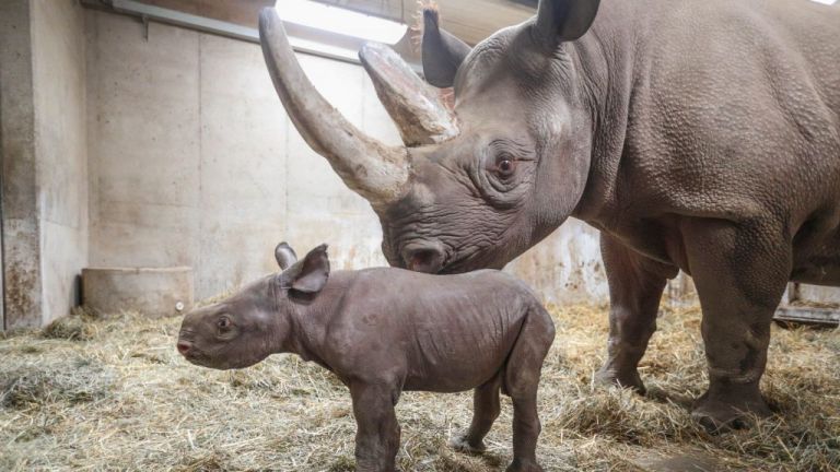 Ρινοκεράκι καθαρίζεται και το ευχαριστιέται