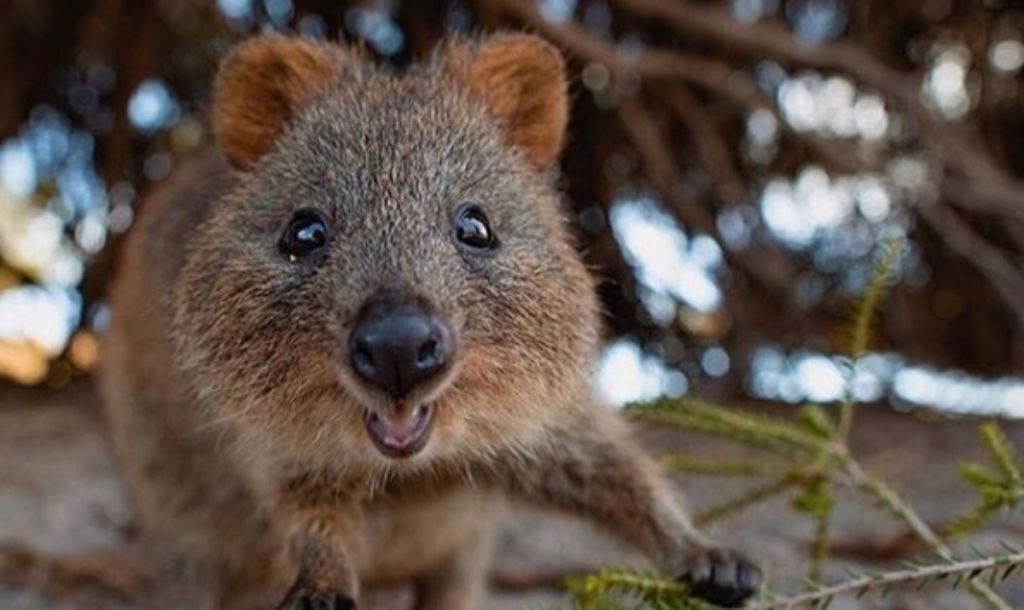Κουόκα :  Έρευνες δείχνουν πως αυτά τα ζωάκια μπορούν να μας κάνουν χαρούμενους