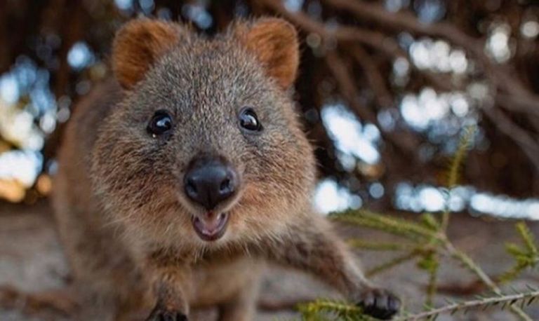 Κουόκα :  Έρευνες δείχνουν πως αυτά τα ζωάκια μπορούν να μας κάνουν χαρούμενους