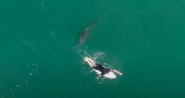 Βίντεο drone κόβει την ανάσα: Σέρφερ γλιτώνει στο παρα πέντε από τα σαγόνια του καρχαρία