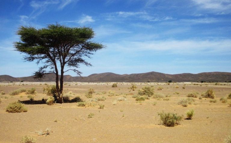Καταμετρώντας όλα τα δέντρα του κόσμου