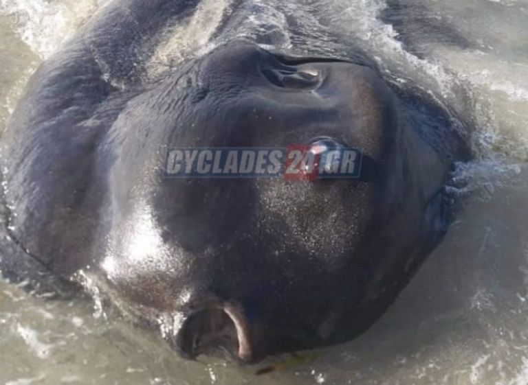 Μήλος : Το μυστηριώδες τεράστιο ψάρι που ξεβράστηκε στην παραλία