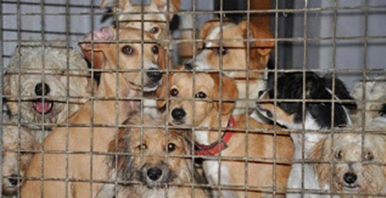 Τα καταφύγια αδέσποτων ζώων συντροφιάς, ένδειξη πολιτισμού