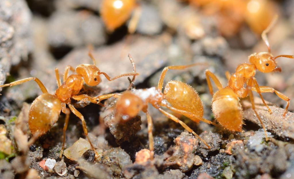 «Κίτρινα Τρελά Μυρμήγκια» πλημμυρίζουν την Αυστραλία