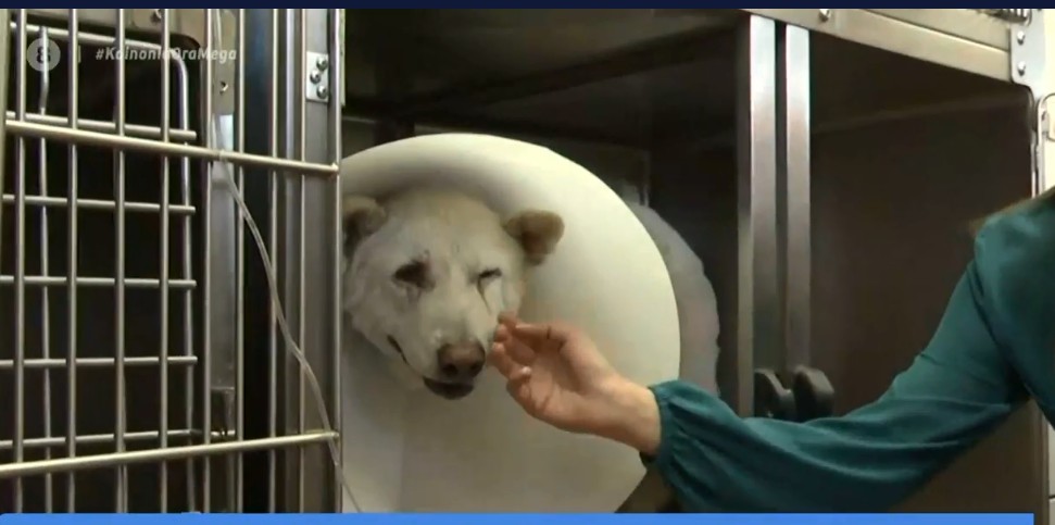 Νίκαια : Βρήκε καταφύγιο το σκυλάκι που μαχαιρώθηκε