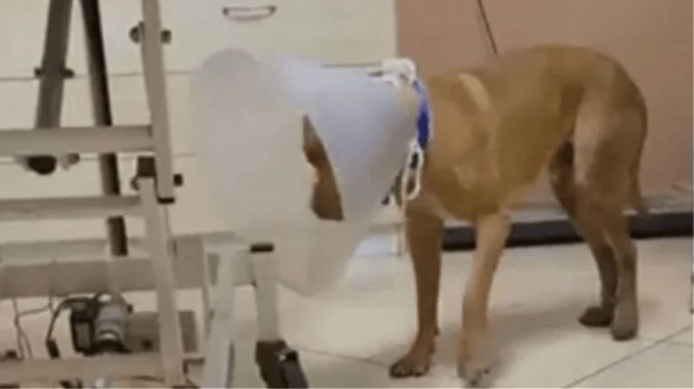 Καλλιάνος: Nα μετατραπεί σε κακούργημα η ειδεχθής κακοποίηση ζώων