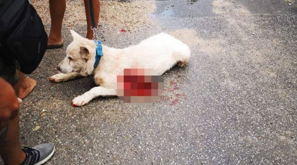 Επίθεση σε σκύλο στη Νίκαια: Ύβρεις κατά του καθηγητή που μαχαίρωσε το ζώο