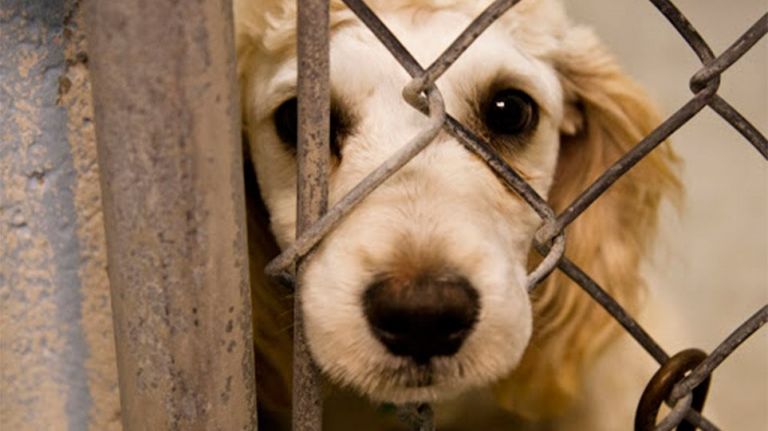 Οι βασανιστές ζώων και η άδολη, αυτόφωτη αγάπη