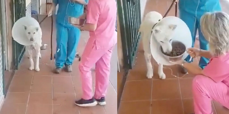 Νίκαια : Την πρώτη του βόλτα έκανε ο σκύλος τον οποίο μαχαίρωσε καθηγητής