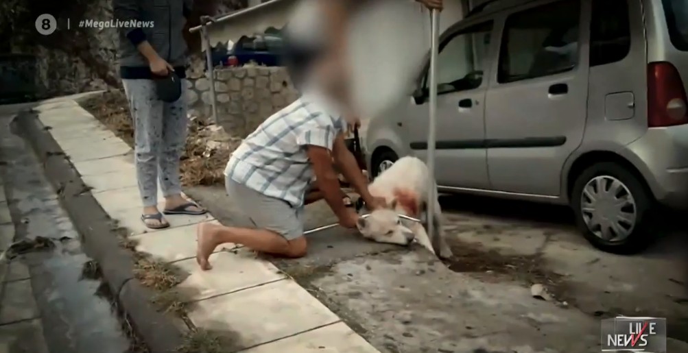 MEGA : Συγκλονίζει η περιγραφή του κτηνίατρου που περιέθαλψε τον σκύλο που δέχθηκε επίθεση στη Νίκαια