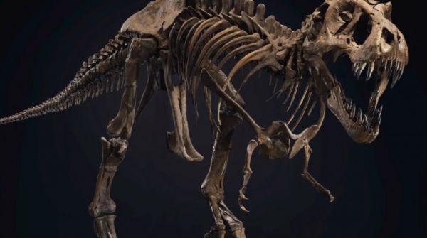 Τιμή ρεκόρ για τον σκελετό του τυραννόσαυρου «Stan»