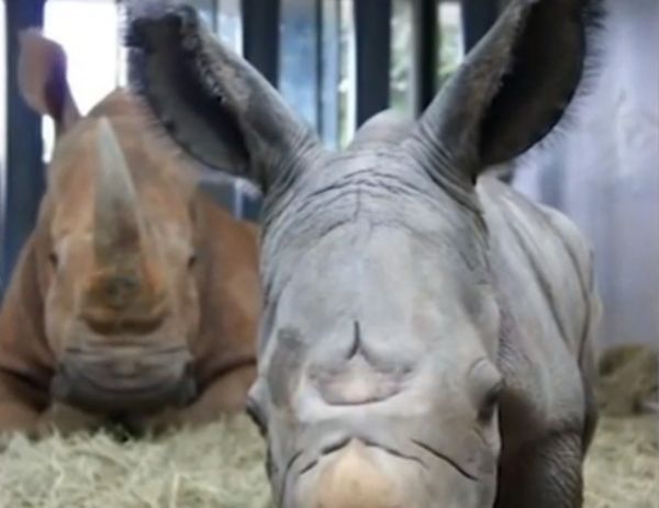 Λευκός ρινόκερος γεννήθηκε σε θεματικό πάρκο
