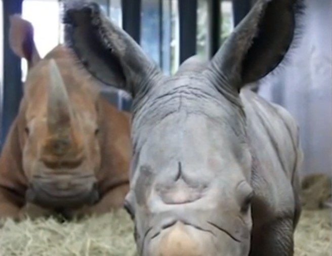 Λευκός ρινόκερος γεννήθηκε σε θεματικό πάρκο