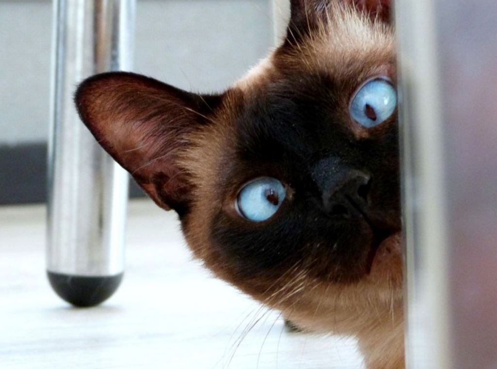 Αυτές οι γάτες του Twitter είναι οι πιο νευρικές και αστείες που έχεις δει ποτέ