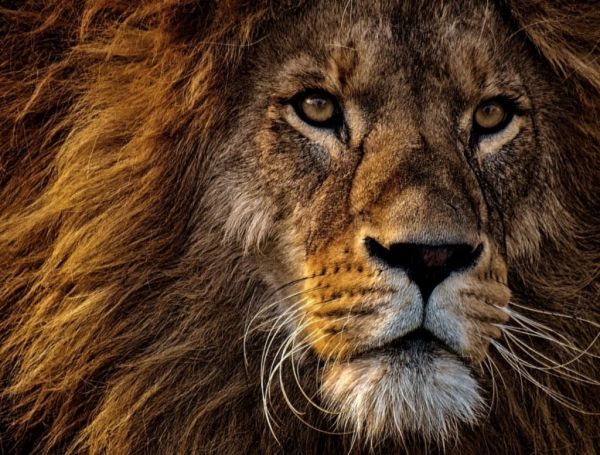 Οι λόγοι που τα λιοντάρια προκαλούν δέος και τρόμο ταυτόχρονα – Φώτο