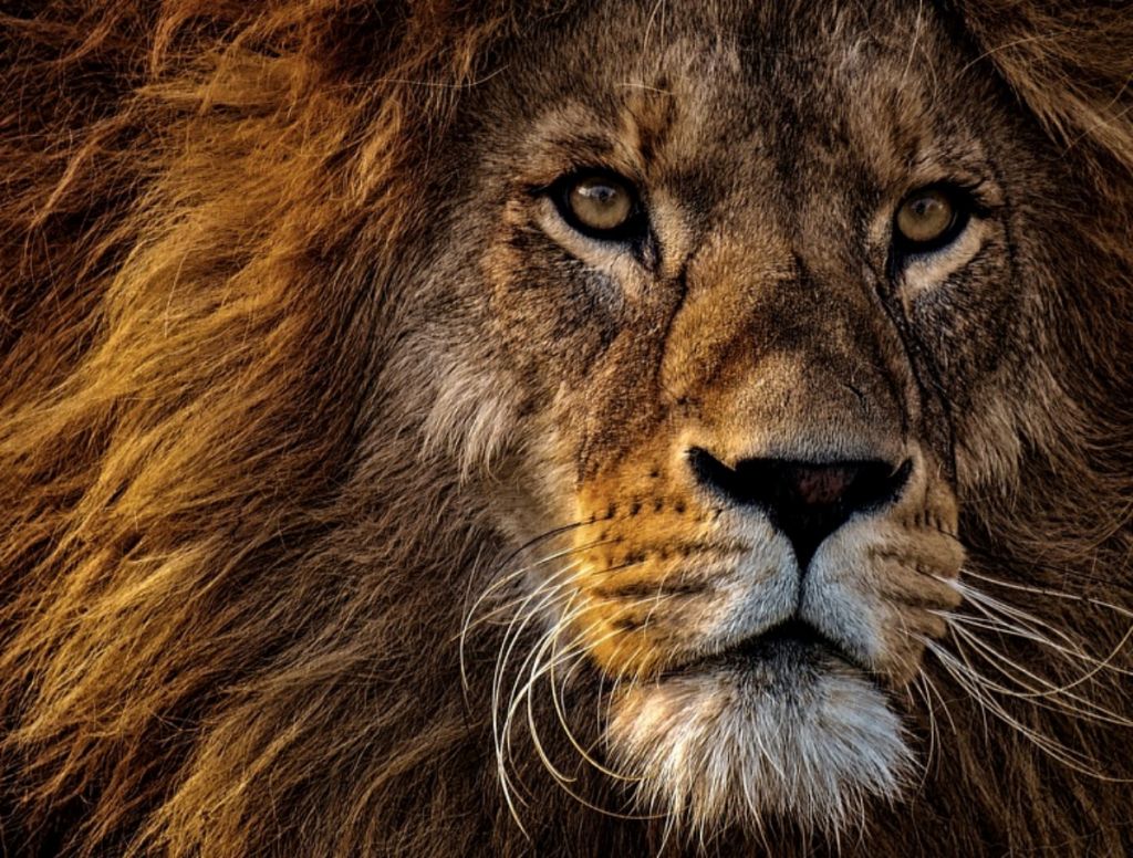 Οι λόγοι που τα λιοντάρια προκαλούν δέος και τρόμο ταυτόχρονα – Φώτο