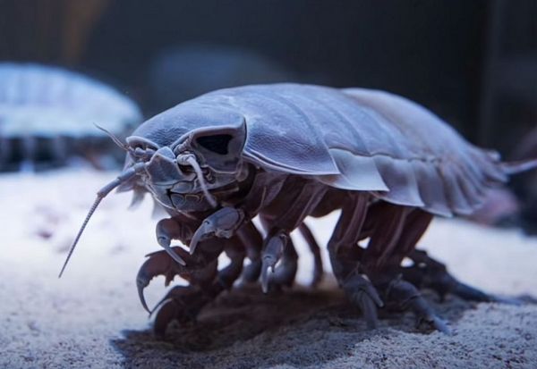 Άγρια ζωή : Δείτε τα δέκα πιο επικίνδυνα πλάσματα του κόσμου – Βίντεο