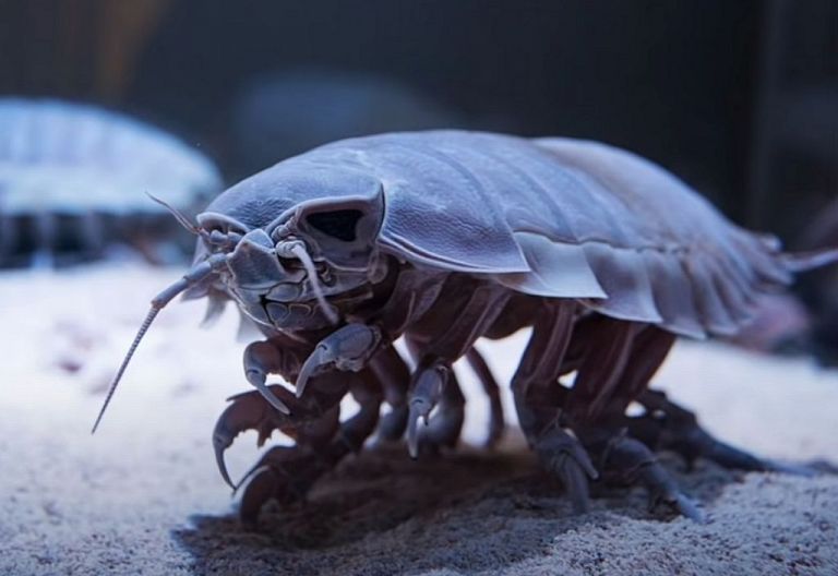 Άγρια ζωή : Δείτε τα δέκα πιο επικίνδυνα πλάσματα του κόσμου – Βίντεο