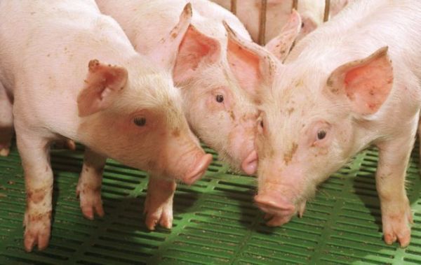 Παγκόσμια δράση για τη καταπολέμηση της αφρικανικής πανώλης των χοίρων