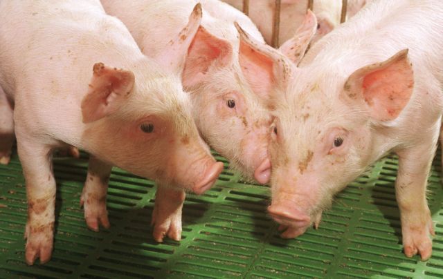 Παγκόσμια δράση για τη καταπολέμηση της αφρικανικής πανώλης των χοίρων