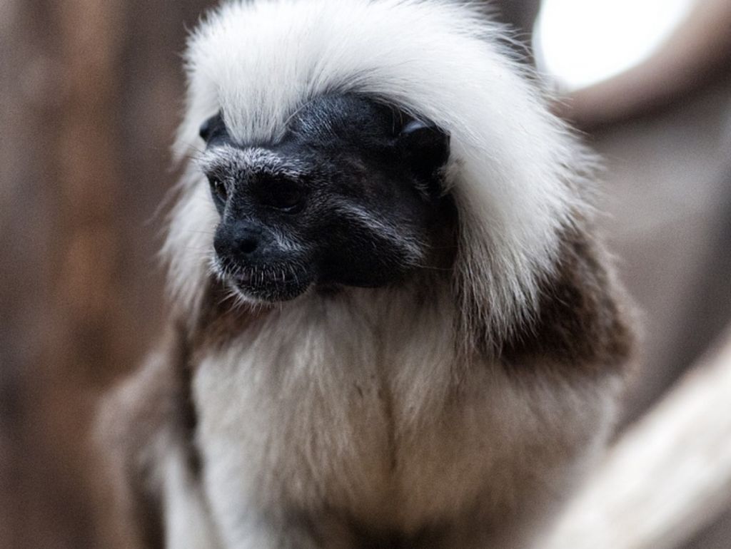 Άντρας βοήθησε ένα Tamarian να επανασυνδεθεί με τη μητέρα του που το έψαχνε – Συγκινητικό βίντεο